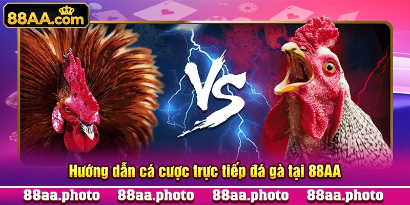 Hướng dẫn cá cược trực tiếp đá gà tại 88AA
